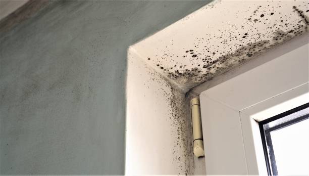 Best Post-Construction Mold Inspection  in Maquoketa, IA