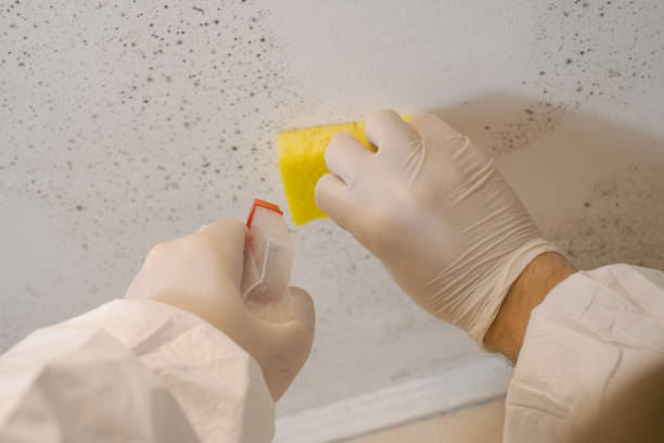 Mold Remediation for Vacation Homes in Maquoketa, IA