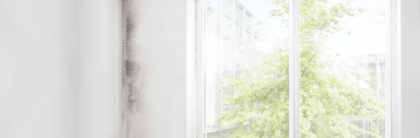 Best Commercial Mold Inspection  in Maquoketa, IA