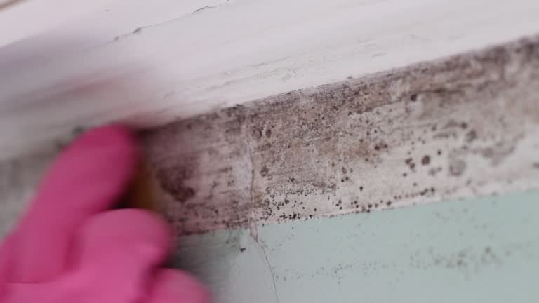 Best Biohazard Mold Removal  in Maquoketa, IA